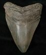Megalodon Tooth - South Carolina #16580-1